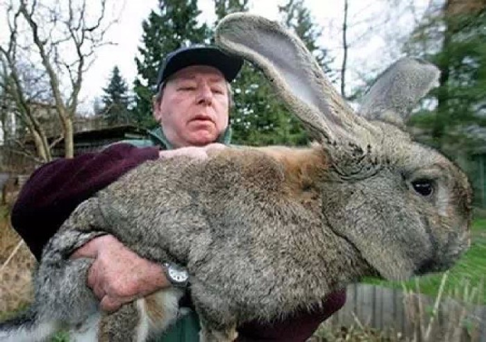 巨型食人兔图片现身网络 世界现存的十大巨型生物盘点